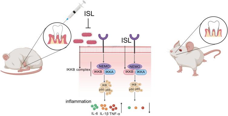 https://cdn.ncbi.nlm.nih.gov/pmc/blobs/ec60/12079120/38744eab7eb6/JIR-18-6133-g0011.jpg