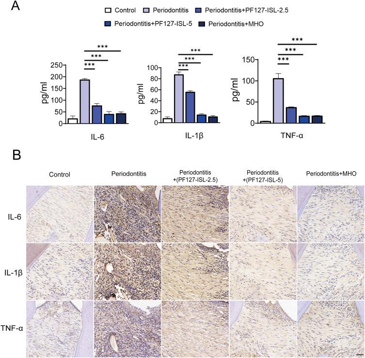 https://cdn.ncbi.nlm.nih.gov/pmc/blobs/ec60/12079120/7d3b120a5146/JIR-18-6133-g0005.jpg