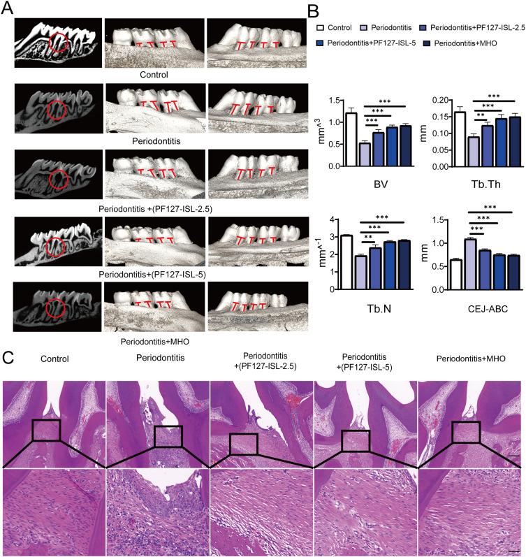 https://cdn.ncbi.nlm.nih.gov/pmc/blobs/ec60/12079120/9c3096e99c6e/JIR-18-6133-g0006.jpg