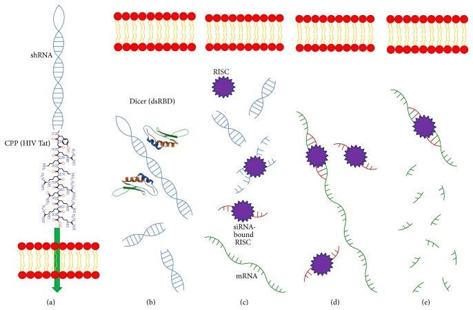 https://cdn.ncbi.nlm.nih.gov/pmc/blobs/ec63/4391616/1221182e5a8b/BMRI2015-834079.003.jpg