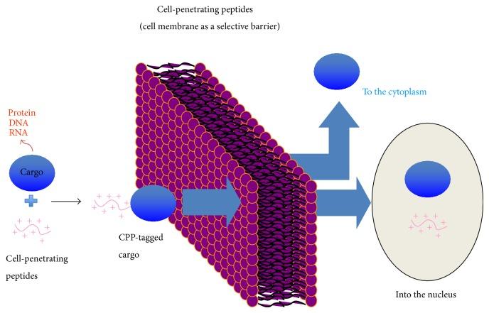 https://cdn.ncbi.nlm.nih.gov/pmc/blobs/ec63/4391616/a07b4bdd1c74/BMRI2015-834079.001.jpg