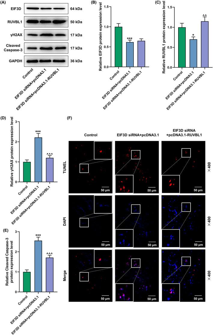 https://cdn.ncbi.nlm.nih.gov/pmc/blobs/ec63/9937894/5688b1986732/JCLA-37-e24825-g003.jpg