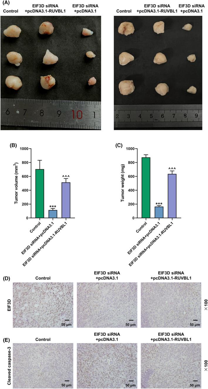 https://cdn.ncbi.nlm.nih.gov/pmc/blobs/ec63/9937894/edec1cc4f506/JCLA-37-e24825-g011.jpg