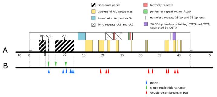 https://cdn.ncbi.nlm.nih.gov/pmc/blobs/ec64/8700125/fddaff3ae000/cells-10-03452-g001.jpg