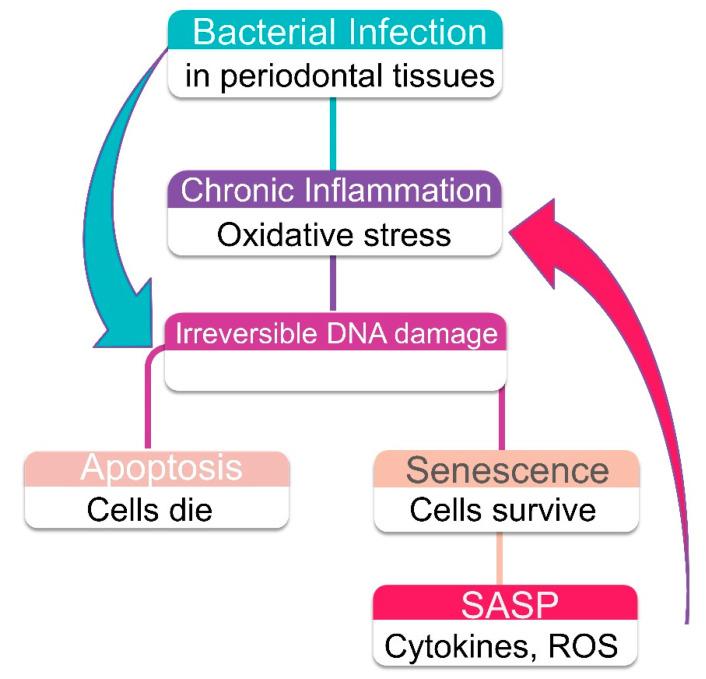 https://cdn.ncbi.nlm.nih.gov/pmc/blobs/ec65/7587987/e3ef44711eda/ijms-21-07441-g004.jpg