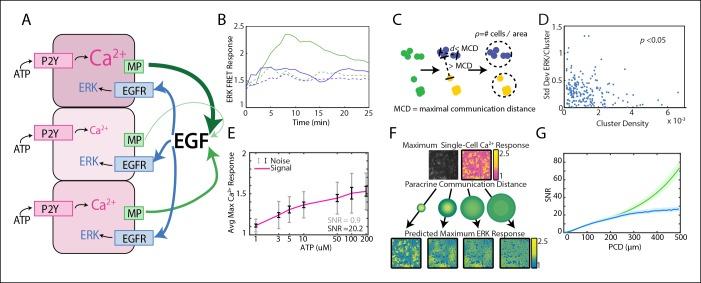 https://cdn.ncbi.nlm.nih.gov/pmc/blobs/ec6a/4686426/85a80ef7a1f4/elife-09652-fig1.jpg