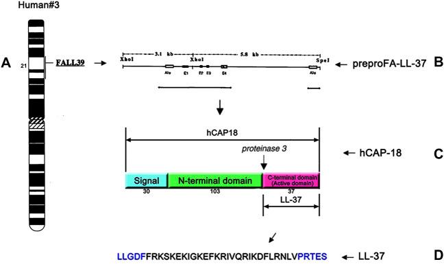 https://cdn.ncbi.nlm.nih.gov/pmc/blobs/ec6c/9445486/c6b88bed7c52/fphar-13-944147-g001.jpg