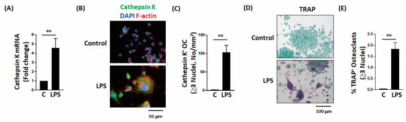 https://cdn.ncbi.nlm.nih.gov/pmc/blobs/ec6e/7865869/469dbd3552e1/ijms-22-01169-g003.jpg