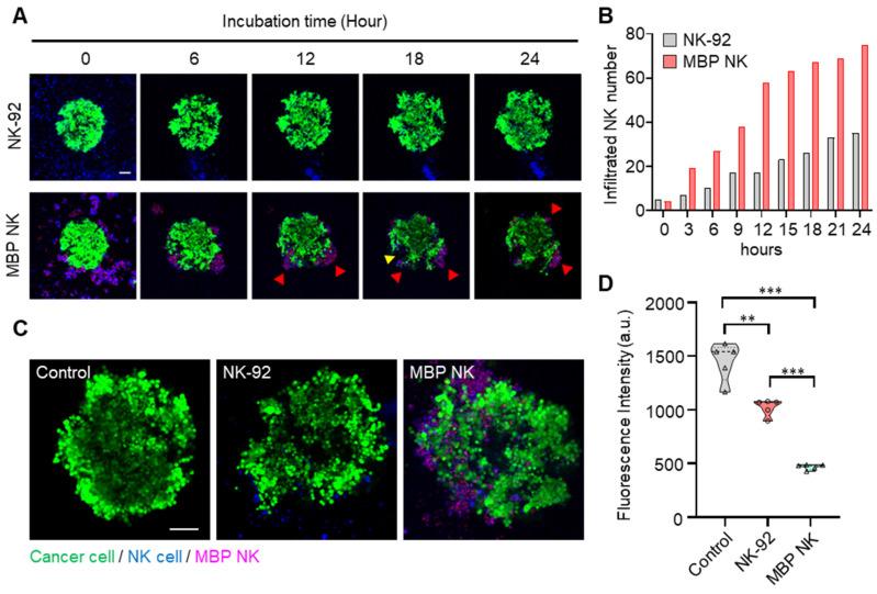 https://cdn.ncbi.nlm.nih.gov/pmc/blobs/ec76/10086201/b1362034dac7/thnov13p1506g006.jpg