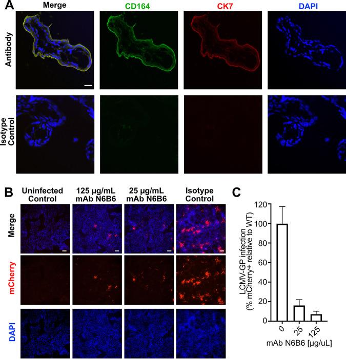 https://cdn.ncbi.nlm.nih.gov/pmc/blobs/ec77/9239079/b10295b28512/mbio.00205-22-f004.jpg