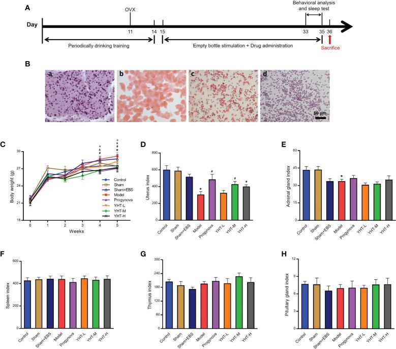 https://cdn.ncbi.nlm.nih.gov/pmc/blobs/ec77/9627159/c4d643452504/fendo-13-994642-g002.jpg