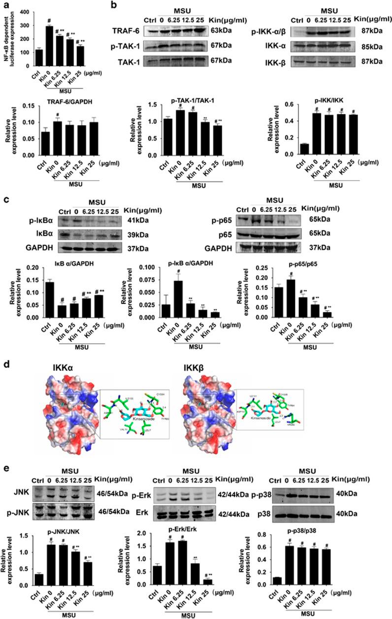 https://cdn.ncbi.nlm.nih.gov/pmc/blobs/ec78/5059859/4d7ef0bce7c8/cddis2016255f5.jpg