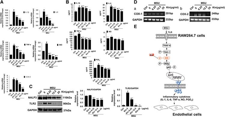 https://cdn.ncbi.nlm.nih.gov/pmc/blobs/ec78/5059859/9522cccf9fd9/cddis2016255f6.jpg