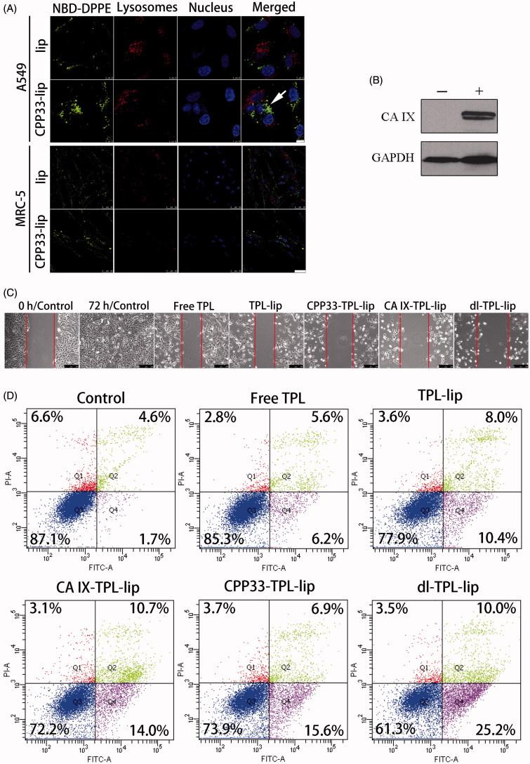 https://cdn.ncbi.nlm.nih.gov/pmc/blobs/ec79/6058720/316e434f6b8b/IDRD_A_1425777_F0002_C.jpg
