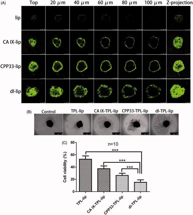 https://cdn.ncbi.nlm.nih.gov/pmc/blobs/ec79/6058720/3f933525de52/IDRD_A_1425777_F0003_C.jpg