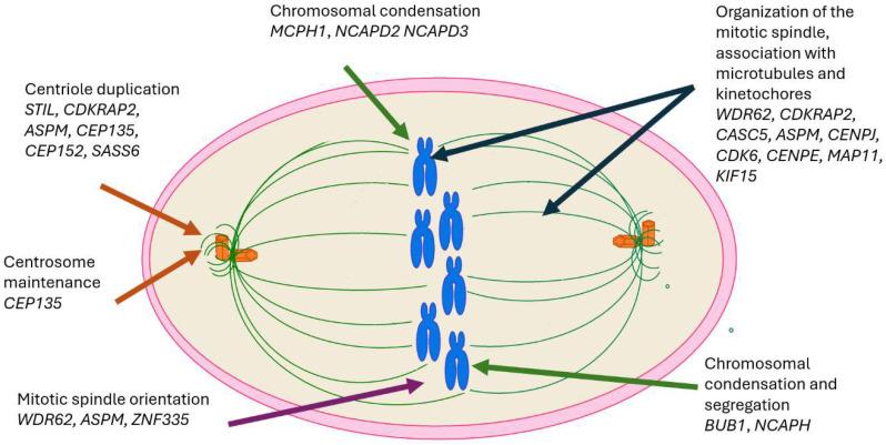 https://cdn.ncbi.nlm.nih.gov/pmc/blobs/ec7a/12285932/0dd3d74dbf59/epidemiologia-06-00037-g001.jpg