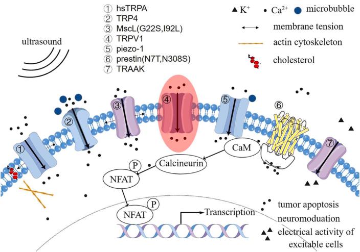 https://cdn.ncbi.nlm.nih.gov/pmc/blobs/ec7b/11214298/8937fe3f584d/gr2.jpg