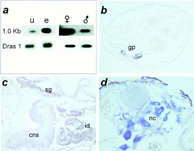 https://cdn.ncbi.nlm.nih.gov/pmc/blobs/ec7b/2132761/98e535eb3b76/JCB9801039.f3.jpg