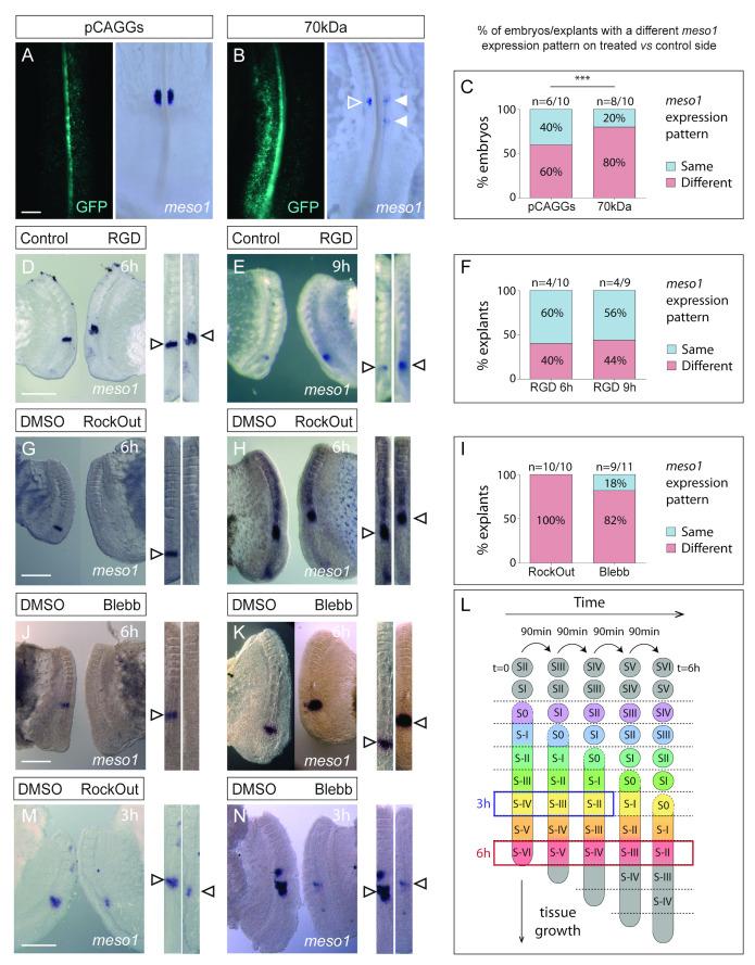https://cdn.ncbi.nlm.nih.gov/pmc/blobs/ec7e/9266262/b7ddc0d6deff/cells-11-02003-g005.jpg