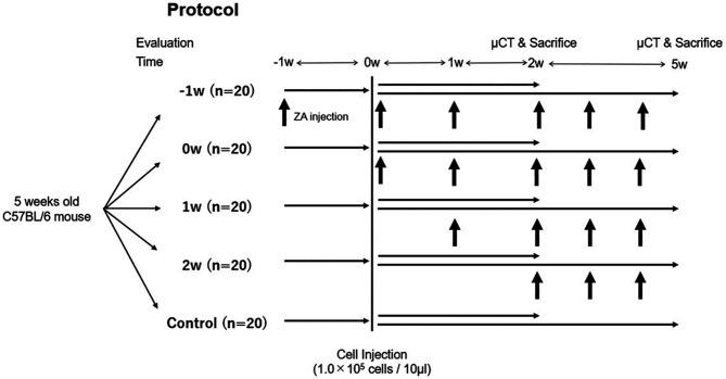 https://cdn.ncbi.nlm.nih.gov/pmc/blobs/ec85/12223653/be9f5ab04ef0/in_vivo-39-1986-g0001.jpg