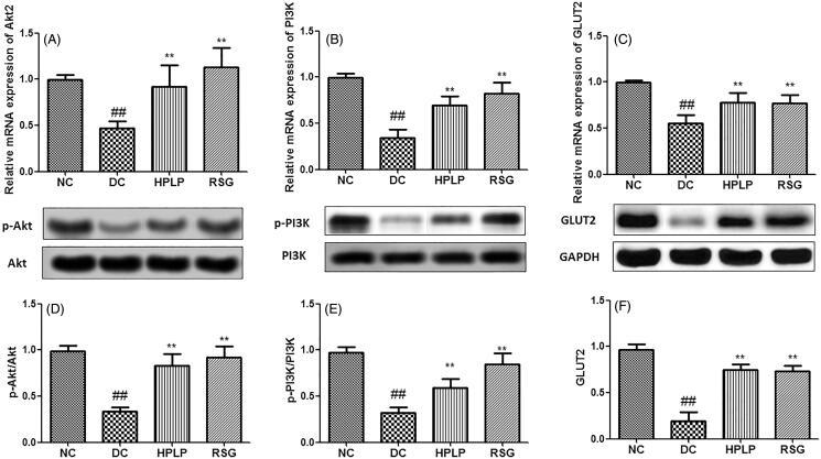 https://cdn.ncbi.nlm.nih.gov/pmc/blobs/ec86/8018507/36eba0d74336/IPHB_A_1898648_F0006_B.jpg