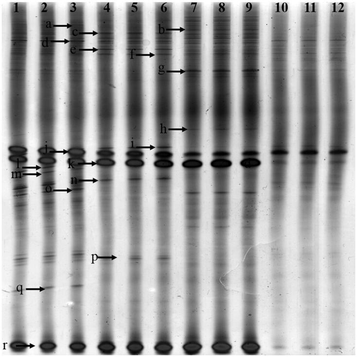 https://cdn.ncbi.nlm.nih.gov/pmc/blobs/ec89/5605650/83042a10d0bc/fmicb-08-01748-g004.jpg