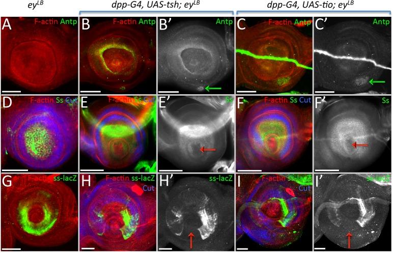 https://cdn.ncbi.nlm.nih.gov/pmc/blobs/ec8d/5792024/856e3735a6f6/pgen.1007185.g011.jpg