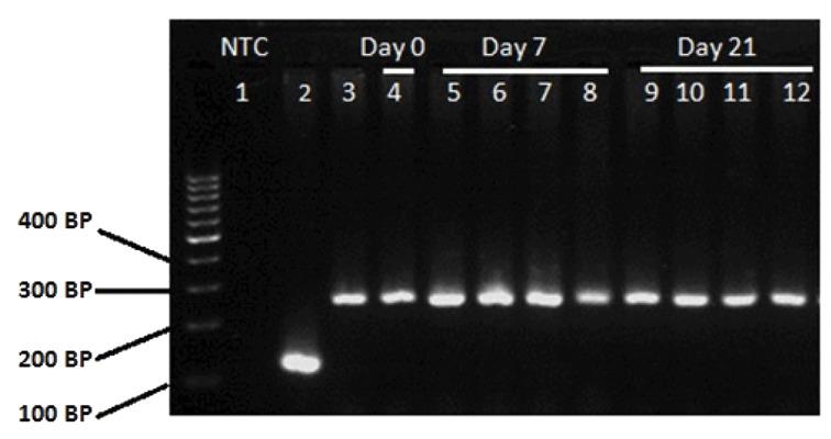 https://cdn.ncbi.nlm.nih.gov/pmc/blobs/ec8e/5011319/2f4fc24549e4/Cell-J-18-322-g04.jpg