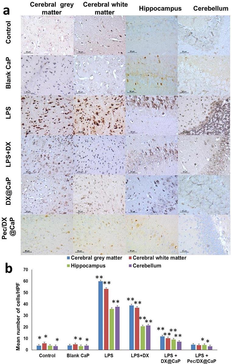 https://cdn.ncbi.nlm.nih.gov/pmc/blobs/ec91/10796490/6647218a2e1d/11481_2024_10099_Fig5_HTML.jpg