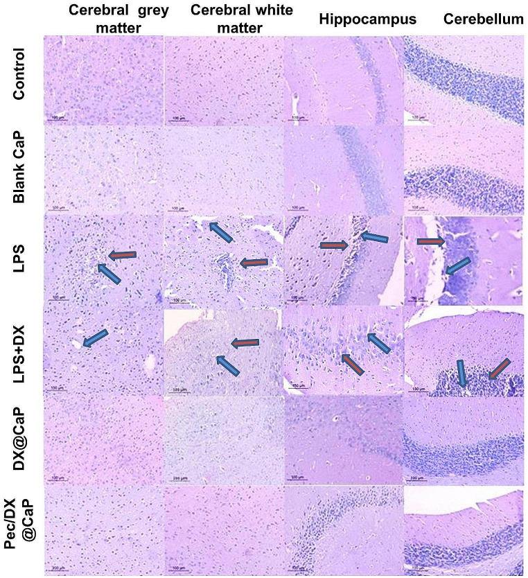 https://cdn.ncbi.nlm.nih.gov/pmc/blobs/ec91/10796490/c87177e803ea/11481_2024_10099_Fig4_HTML.jpg
