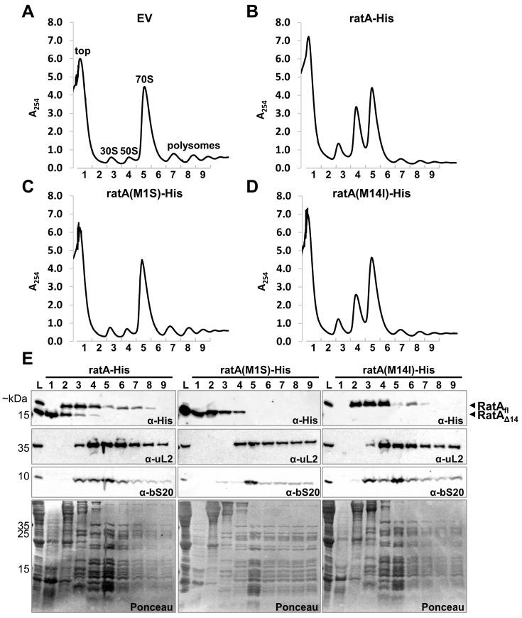 https://cdn.ncbi.nlm.nih.gov/pmc/blobs/ec92/11988751/974584841925/ijms-26-03100-g002.jpg
