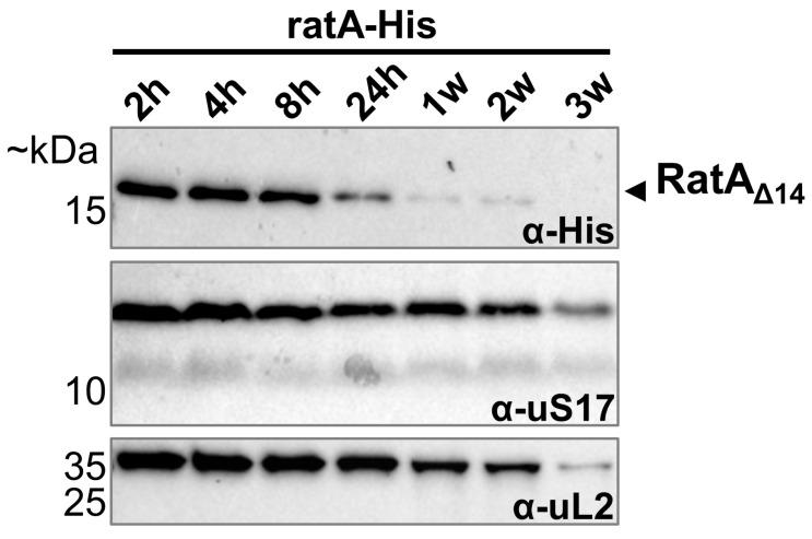 https://cdn.ncbi.nlm.nih.gov/pmc/blobs/ec92/11988751/e1656613f223/ijms-26-03100-g005.jpg