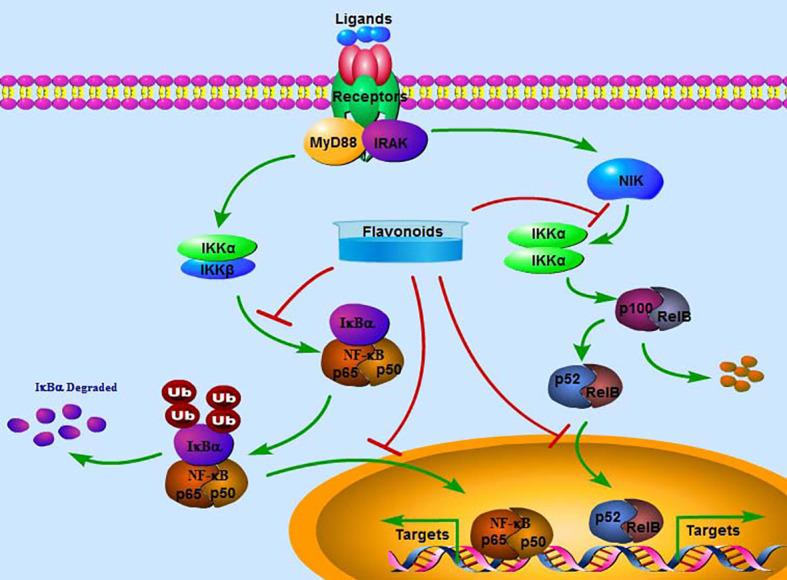 https://cdn.ncbi.nlm.nih.gov/pmc/blobs/ec97/10043491/8356dac21c29/fendo-14-1117489-g002.jpg