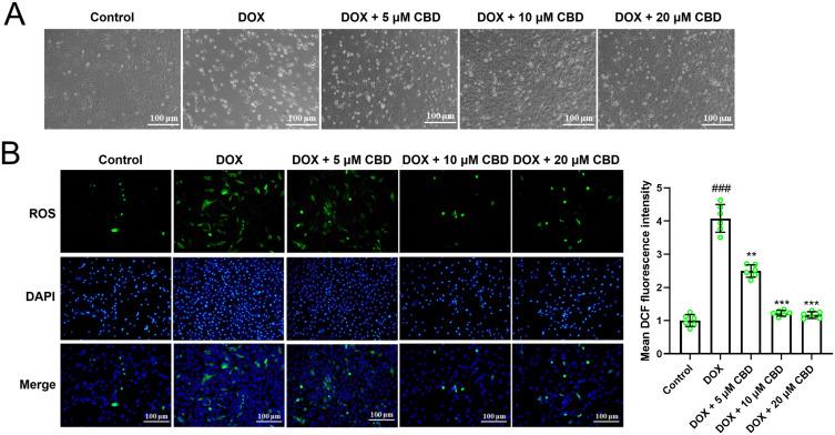 https://cdn.ncbi.nlm.nih.gov/pmc/blobs/ec9e/11774276/015b36bf9b43/DDDT-19-569-g0002.jpg