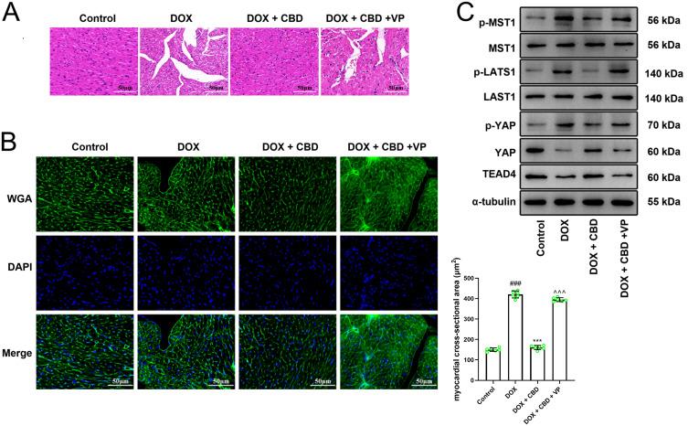 https://cdn.ncbi.nlm.nih.gov/pmc/blobs/ec9e/11774276/10325e257a5a/DDDT-19-569-g0006.jpg