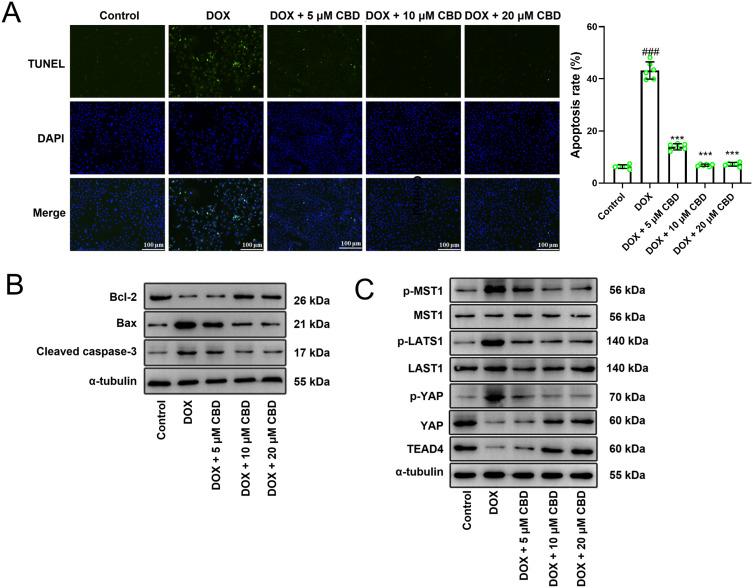 https://cdn.ncbi.nlm.nih.gov/pmc/blobs/ec9e/11774276/55e79a154490/DDDT-19-569-g0003.jpg