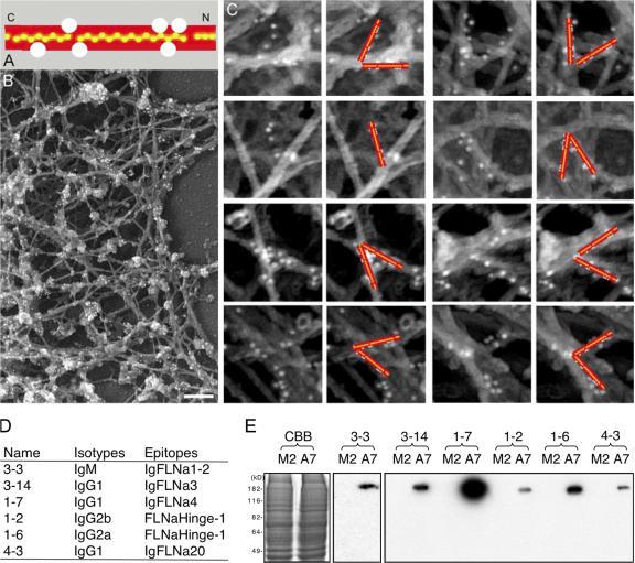 https://cdn.ncbi.nlm.nih.gov/pmc/blobs/eca1/2099194/af34830392d2/jcb1791011f08.jpg