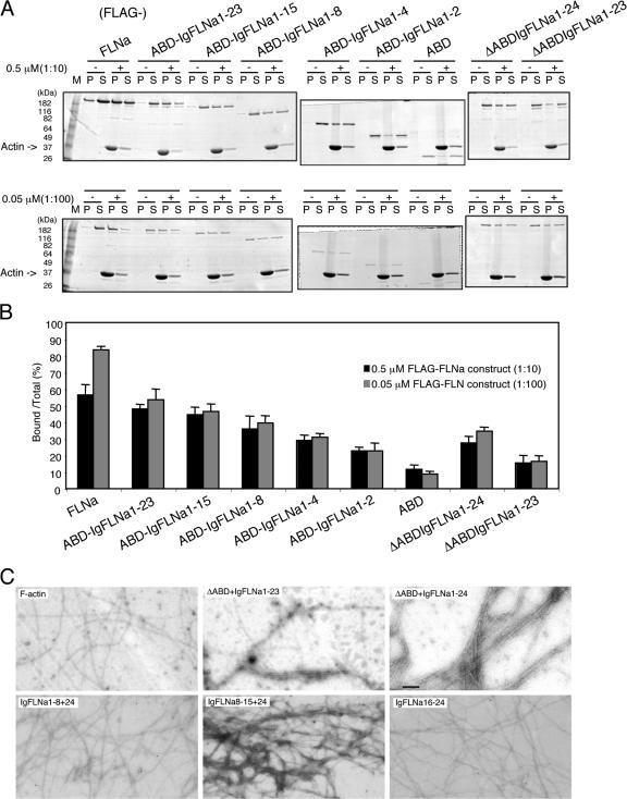 https://cdn.ncbi.nlm.nih.gov/pmc/blobs/eca1/2099194/c1563b039202/jcb1791011f03.jpg
