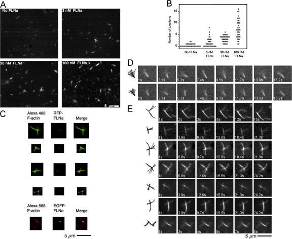 https://cdn.ncbi.nlm.nih.gov/pmc/blobs/eca1/2099194/e4818f7a74c5/jcb1791011f06.jpg