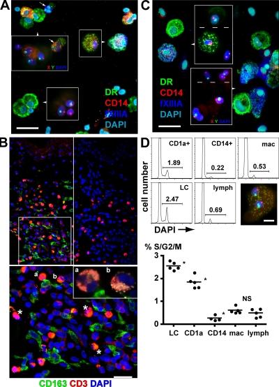 https://cdn.ncbi.nlm.nih.gov/pmc/blobs/eca1/2646566/5c66d6427181/JEM_20081633_RGB_Fig5.jpg