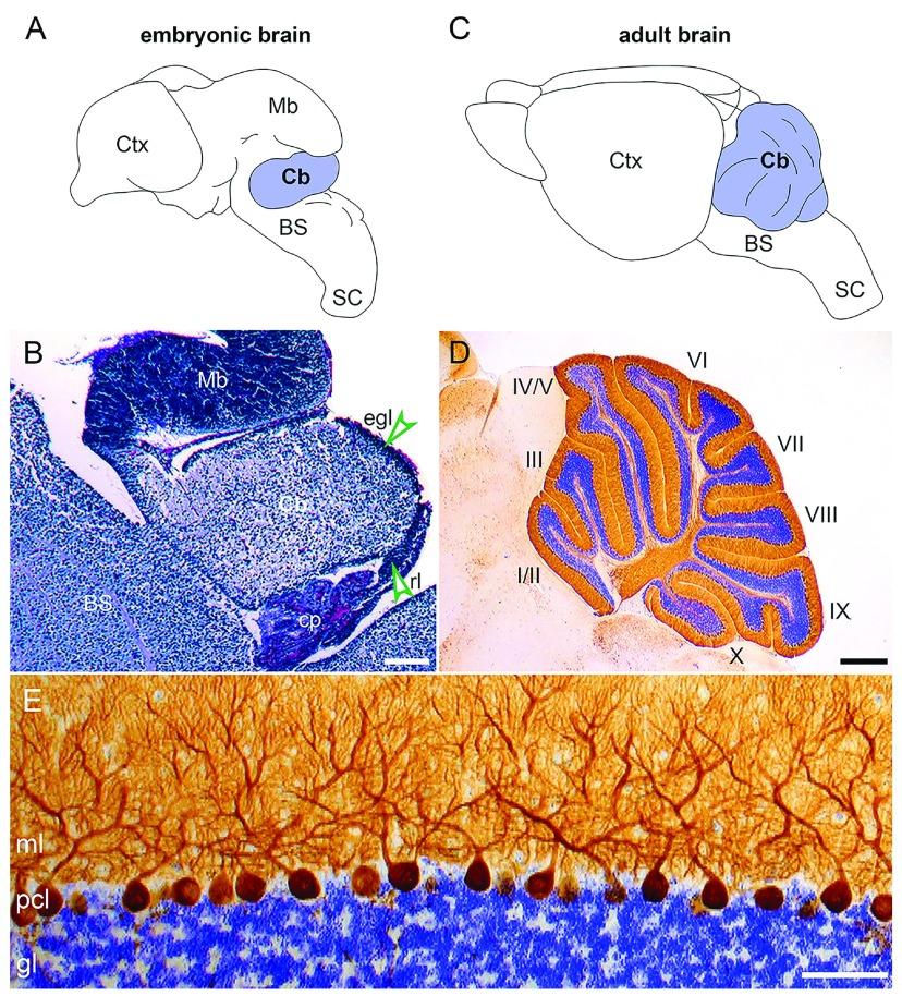 https://cdn.ncbi.nlm.nih.gov/pmc/blobs/eca5/6069759/d351f497ec81/f1000research-7-16354-g0002.jpg