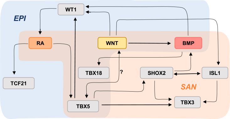 https://cdn.ncbi.nlm.nih.gov/pmc/blobs/eca5/8581056/48cadc9866c8/gr6.jpg