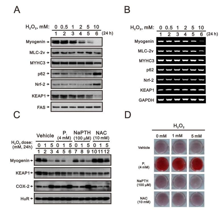 https://cdn.ncbi.nlm.nih.gov/pmc/blobs/eca5/9736935/aa0b04f4304d/ijms-23-15324-g005.jpg