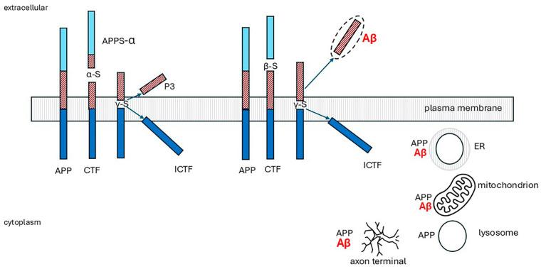 https://cdn.ncbi.nlm.nih.gov/pmc/blobs/ecaa/12347683/147c9bb098d1/ijms-26-07328-g007.jpg