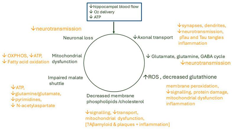 https://cdn.ncbi.nlm.nih.gov/pmc/blobs/ecaa/12347683/5b78ecd2adfc/ijms-26-07328-g009.jpg