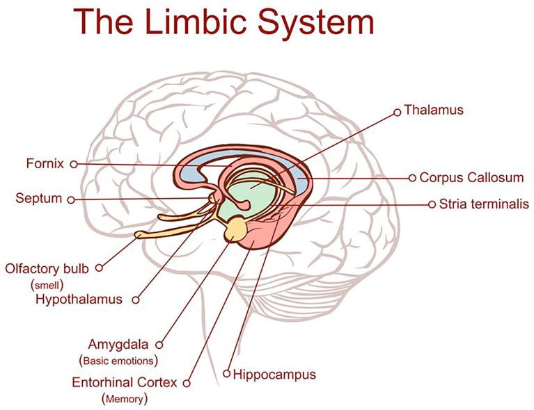 https://cdn.ncbi.nlm.nih.gov/pmc/blobs/ecaa/12347683/a97b0f4b55a7/ijms-26-07328-g001.jpg