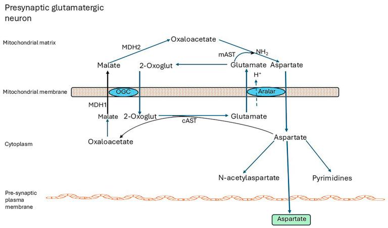 https://cdn.ncbi.nlm.nih.gov/pmc/blobs/ecaa/12347683/b2b54c451af4/ijms-26-07328-g002.jpg