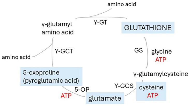 https://cdn.ncbi.nlm.nih.gov/pmc/blobs/ecaa/12347683/fd8d9cdf74a6/ijms-26-07328-g008.jpg