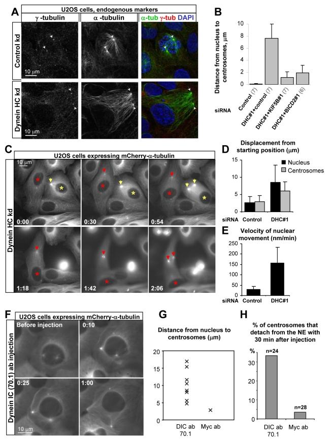 https://cdn.ncbi.nlm.nih.gov/pmc/blobs/ecac/2850381/4362c2f69efa/pbio.1000350.g005.jpg