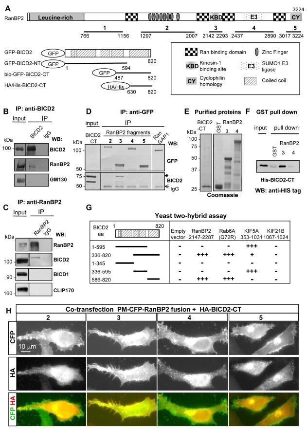 https://cdn.ncbi.nlm.nih.gov/pmc/blobs/ecac/2850381/5daf96f071a9/pbio.1000350.g001.jpg